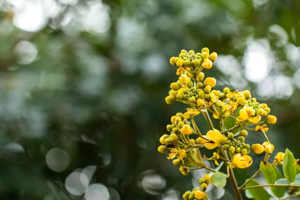 Cassod Tree Thajský Měděný Lusk Senna Siamea Lam — Stock fotografie