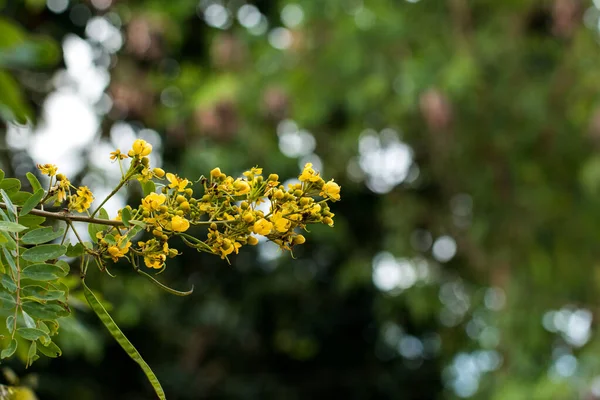 Kastanjeboom Thaise Koperen Peul Senna Siamea Lam — Stockfoto