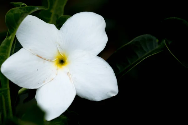 Gardenia jasminoides flowers in dark background.