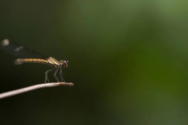 靠近美丽的小蜻蜓 它们是自然界中最好的蚊虫杀手 — 图库照片