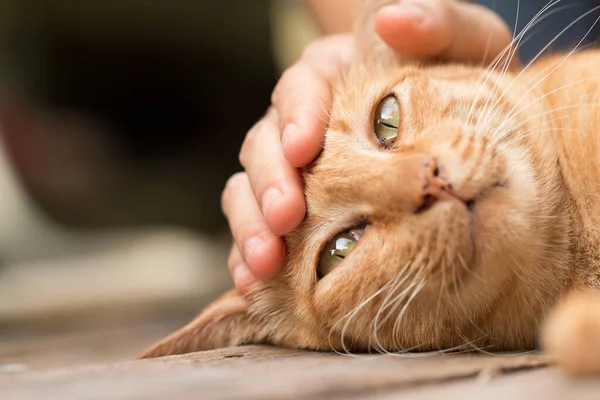 Close Roztomilý Ginger Tabby Kočka Zaměření Oko — Stock fotografie