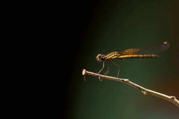 Gros Plan Petite Belle Libellule — Photo