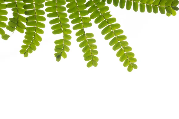 Gröna Tropiska Blad Vit Bakgrund — Stockfoto