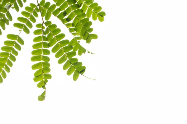 Зеленые Тропические Листья Белом Фоне — стоковое фото