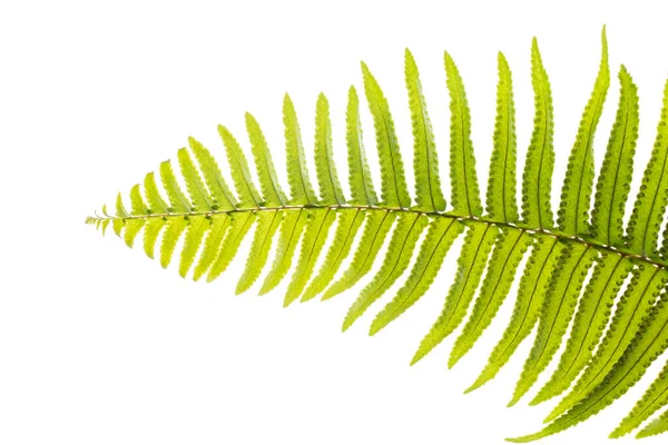 Fern Blad Sprig Fern — Stockfoto