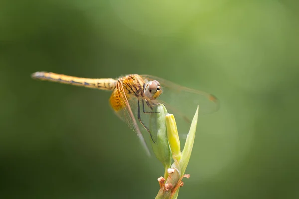 Primer Plano Pequeña Libélula Hermosa Son Mejor Asesino Mosquitos Naturaleza —  Fotos de Stock