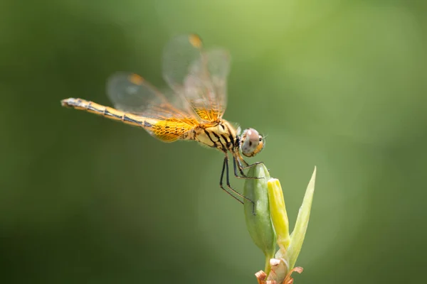 Primer Plano Pequeña Libélula Hermosa Son Mejor Asesino Mosquitos Naturaleza —  Fotos de Stock