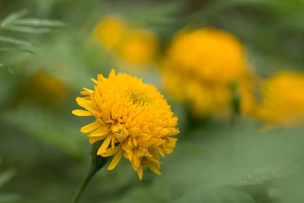 Nahaufnahme Der Gelben Ringelblume — Stockfoto