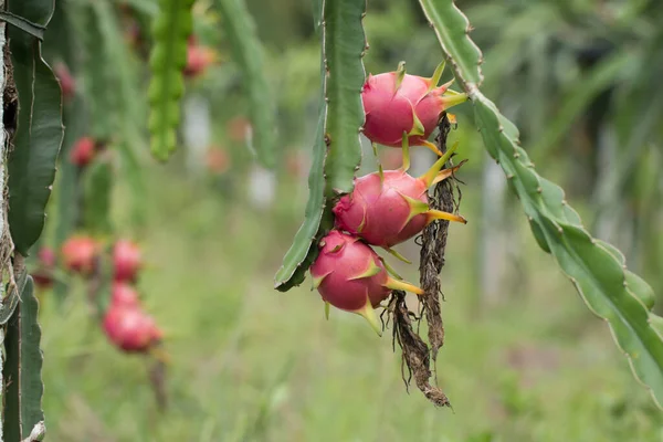 Dragon Fruit Sur Plante Pitaya Cru Fruit Sur Arbre Pitaya — Photo