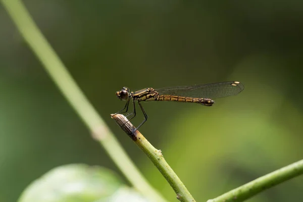 Primer Plano Pequeña Libélula Hermosa Son Mejor Asesino Mosquitos Naturaleza —  Fotos de Stock