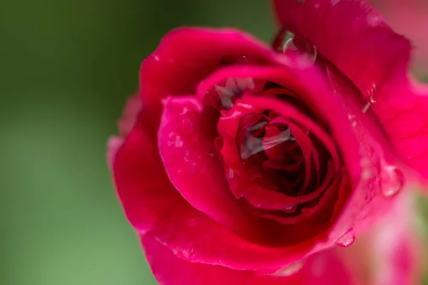 Roses Rouges Sur Branche — Photo