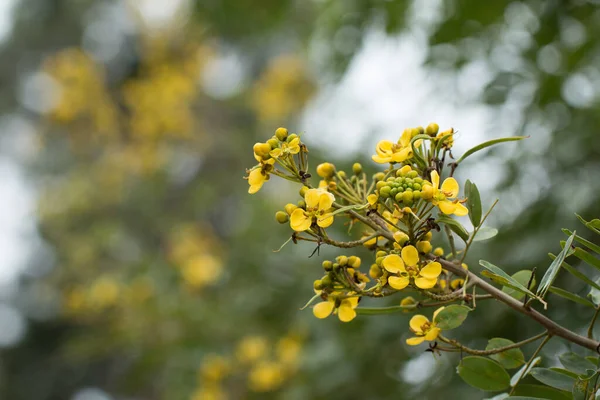 Kastanjeboom Thaise Koperen Peul Senna Siamea Lam — Stockfoto