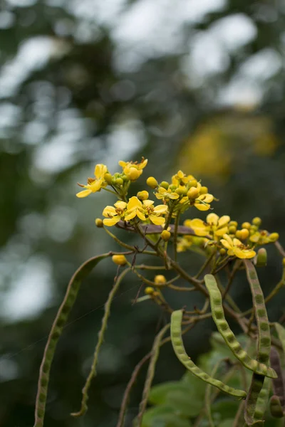 Cassod Tree Thajský Měděný Lusk Senna Siamea Lam — Stock fotografie