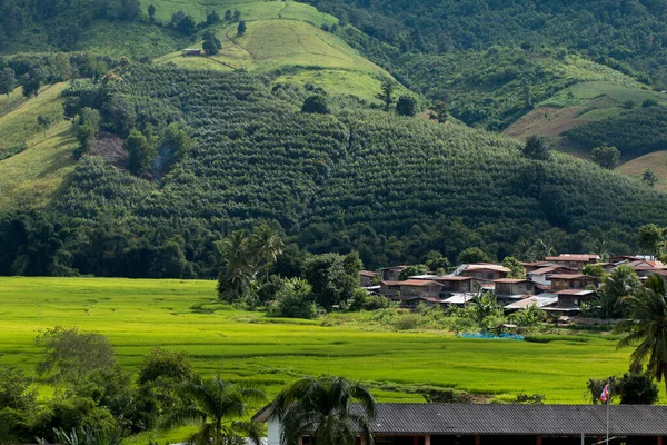 Tayland Daki Paddy Pirinç Tarlası — Stok fotoğraf