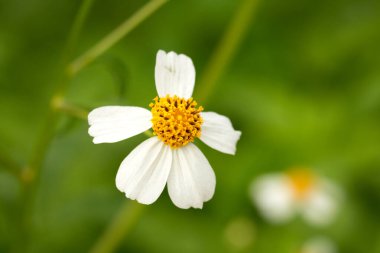 Yeşil doğal arka planda vahşi papatya.