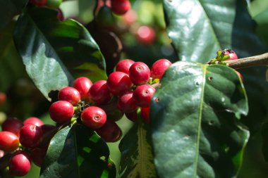 Arabica Ağaçta olgunlaşan kahve meyvesi.