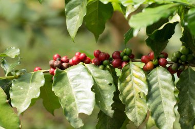 Arabica Ağaçta olgunlaşan kahve meyvesi.