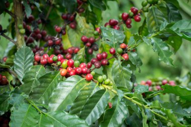 Arabica Ağaçta olgunlaşan kahve meyvesi.