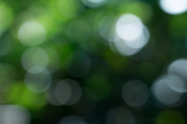 Sunum arkaplanı için doğal yeşil gradyan ışığı ve bulanık resim tasarımı.