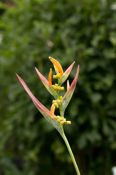 Uccello Del Paradiso Fiore Giardino — Foto Stock