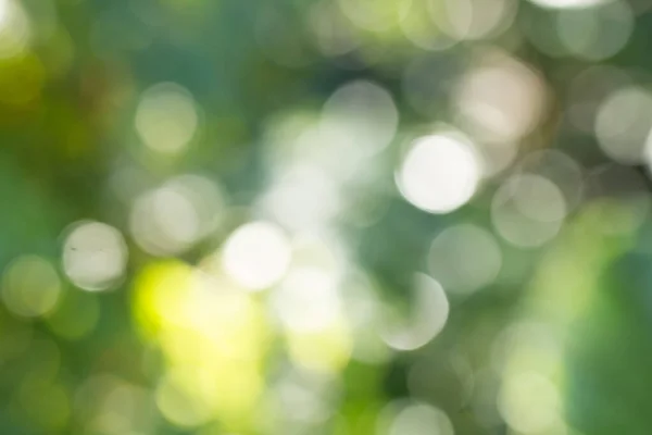 Natural green gradient light and blurred effect image design for presentation background.