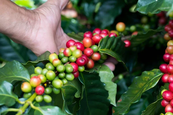 Coffee Berry Pematangan Pohon Stok Gambar