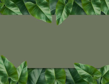 Tropikal palmiye yaprakları. Tasarımınız için çok az boş kağıt var. Summer Styled. Düz konum, asıl boyut 7500 X 5780 piksel.