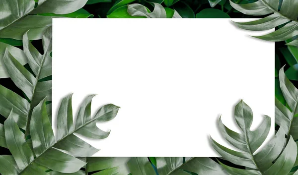 Tropical palm leaves with empty paper for your design  Minimal nature. Summer Styled. Flat lay, Original dimensions 6480 X 3780 pixels.