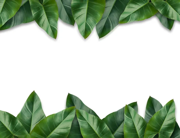 Tropical palm leaves with empty paper for your design  Minimal nature. Summer Styled. Flat lay, Original dimensions 7500 X 5780 pixels.