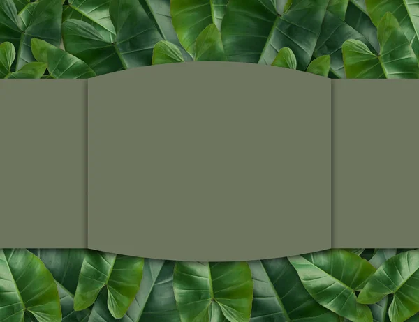 热带棕榈叶与空纸为您的设计极小的性质 夏天的样式 平面布局 原始尺寸7500X5780像素 — 图库照片