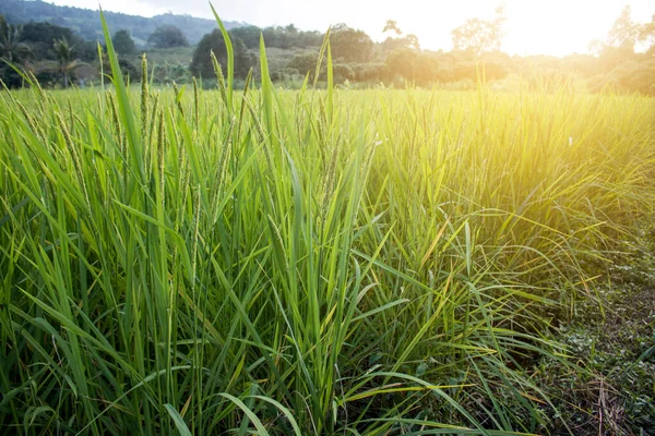 Closeup Espigão Arroz Campo Paddy Autum — Fotografia de Stock