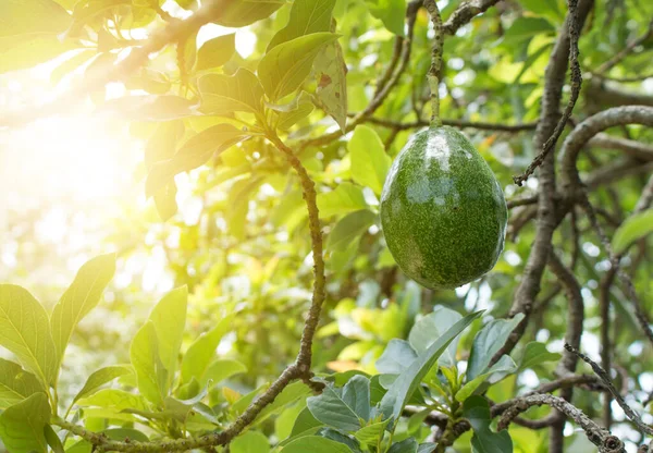 Close up Avocado on plant.