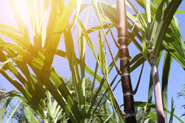 Closeup Sugarcane Plants Growth Field — Stock Photo, Image