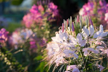 Örümcek çiçekleri ya da KLEOME SPINOSA LINN Sonbaharda güneşin doğuşundan itibaren parlamaya başlar.