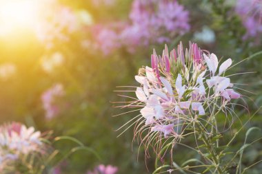 Örümcek çiçekleri ya da KLEOME SPINOSA LINN Sonbaharda güneşin doğuşundan itibaren parlamaya başlar.