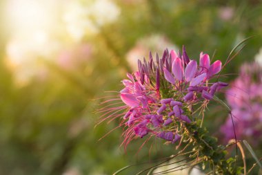 Örümcek çiçekleri ya da KLEOME SPINOSA LINN Sonbaharda güneşin doğuşundan itibaren parlamaya başlar.