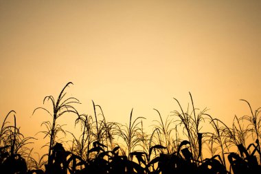 Güneşin doğuşundan gelen altın ışıkla temiz gökyüzü ve sahnenin önündeki mısır tarlası, klasik arka plan için güzel doğal doğa.