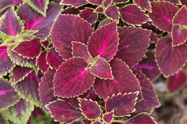Güzel Coleus fabrikasının üst görüntülerine yakın çekim.
