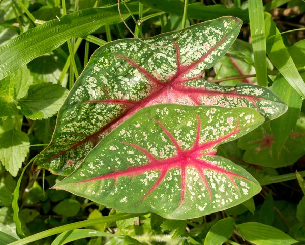 Caladium Leaf Növény Közelsége — Stock Fotó