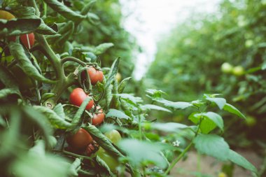 Serada büyüyen organik domates. 