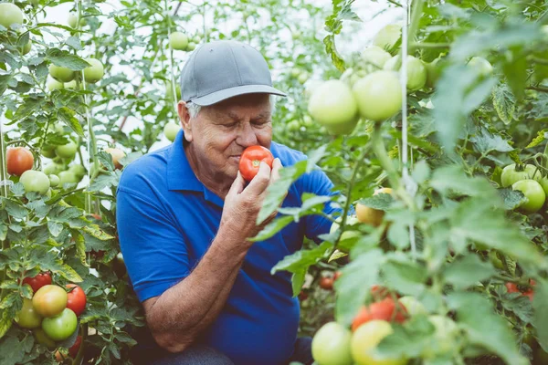 Senior farmer crouching in greenhouse and checking tomatoes.