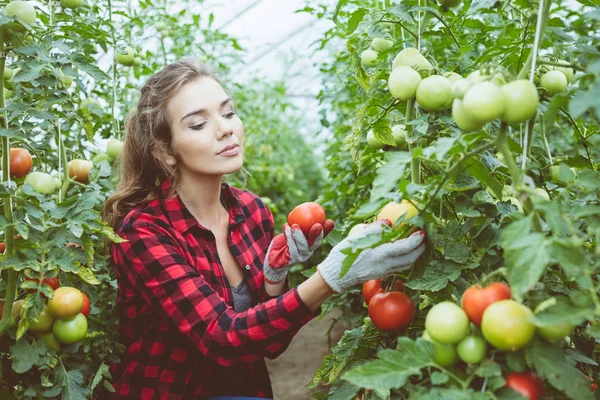 Young Female Farmer Crouching Greenhouse Checking Tomatoes — Stock Photo, Image