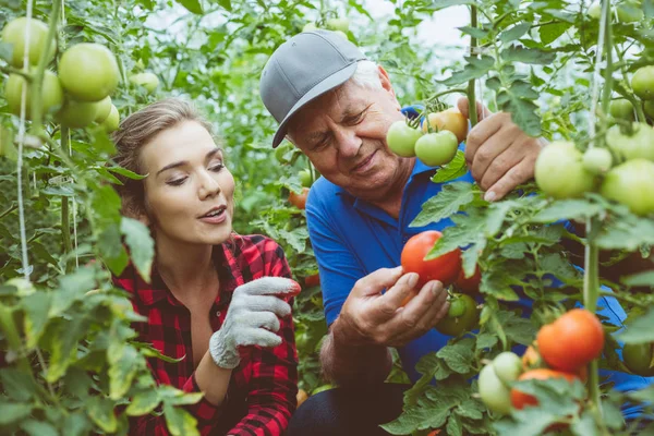 Senior Bonde Titta Ekologiska Tomater Växthus Ung Kvinna Som Hjälper — Stockfoto