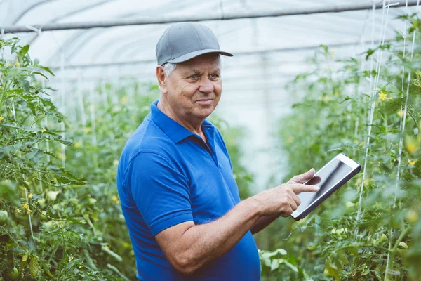 Senior Man Standing Organic Tomato Plants Greenhouse Using Digital Tablet — Stock Photo, Image