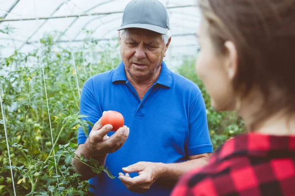 Hombre Mayor Pie Invernadero Sosteniendo Tomate Mano Hablando Con Joven —  Fotos de Stock