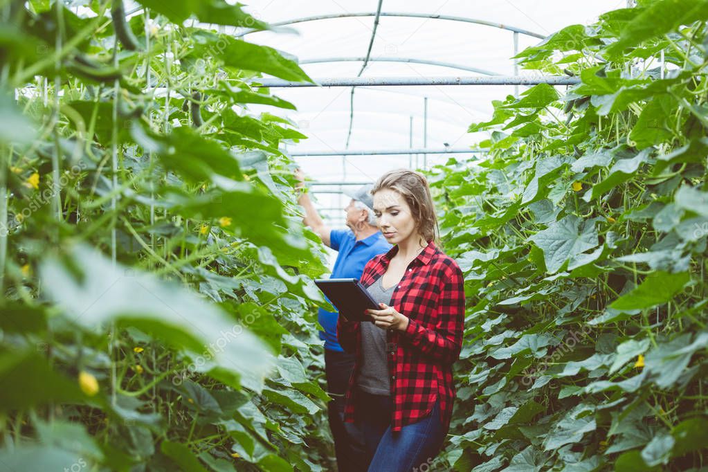 Young woman checking plants in the greenhouse, holding digital tablet in hands. Senior man in the background. 