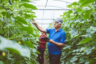 Pano elinde tutan komuta sizde bitki sera içinde kontrol. İçinde belgili tanımlık geçmiş genç kadın. 