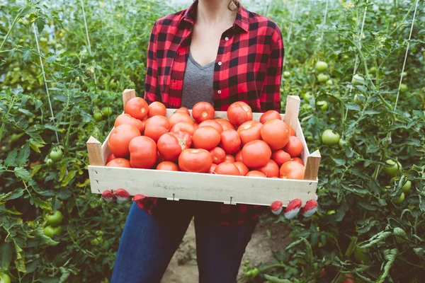 Outdoor Shot Young Woman Holding Box Organic Tomatoes Unrecognizable Person — Stock Photo, Image