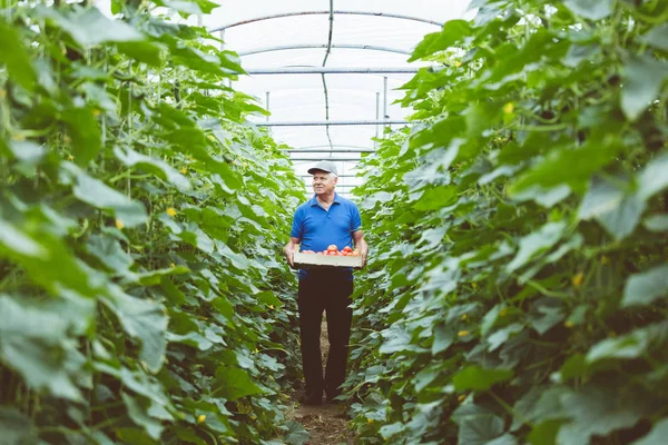 Agricultor Mayor Caminando Entre Plantas Invernadero Sosteniendo Caja Verduras Orgánicas —  Fotos de Stock