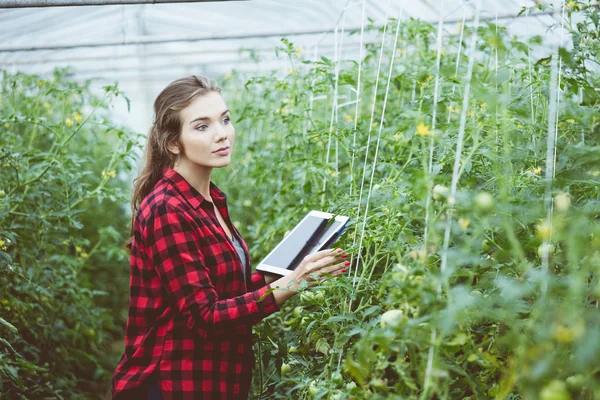 Young Woman Watching Organic Tomato Plants Greenhouse Holding Digital Tablet — Stock Photo, Image